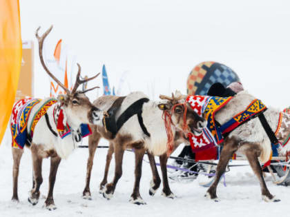 «Авка» созывает гостей. День оленевода по-ноябрьски пройдет в ближайшие выходные