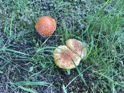 В Ноябрьске начался грибной сезон. Пошаговая инструкция при отравлении