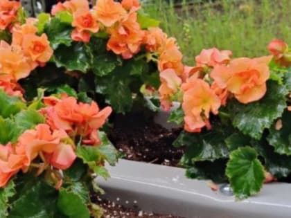 В Ноябрьске с городских клумб украли цветы