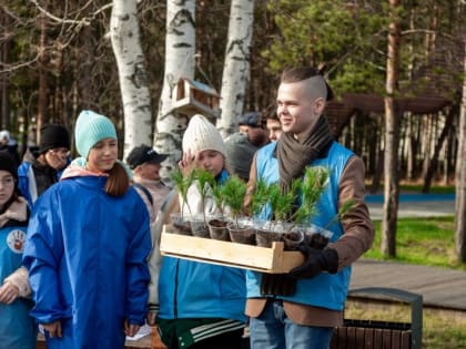 Кедры раздали в добрые руки