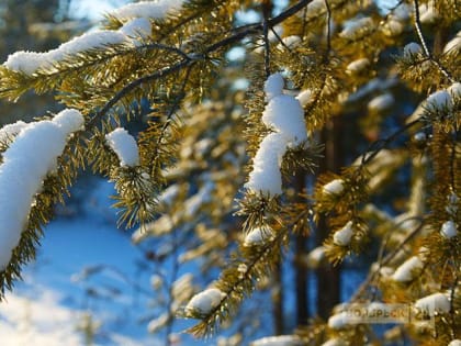 В Ноябрьске начинается предновогодняя ёлочная кампания