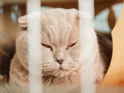 Летние заботы о бездомных животных в Ноябрьске