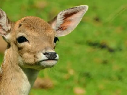 В Башкирии спасли раненого малыша косули