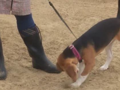 В Салехарде обнаружены клещи: готов ли город ко встрече с опасными членистоногими