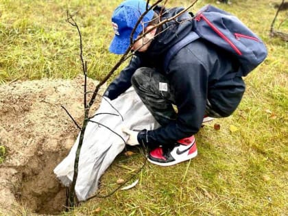 У школы №9 в Ноябрьске появилась новая аллея из 30 берез и рябин