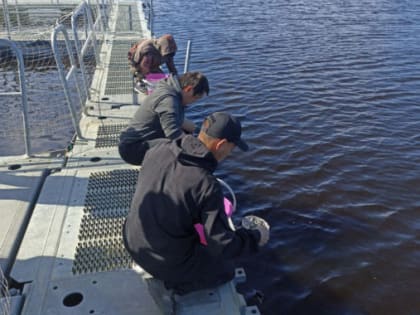 Около 100 тысяч мальков нельмы выпустили в реку Таз на Ямале
