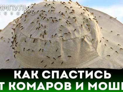 Как бороться с гнусом и чем защищать себя в летний период
