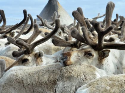 На Ямале до конца года построят три новых загона для оленей
