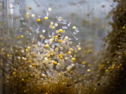 На Собском рыбоводном заводе провели инвентаризацию икры