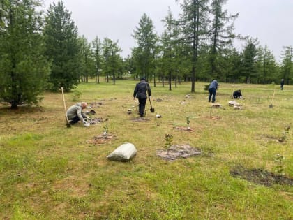 В Надыме появилась яблоневая аллея