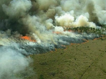 Штрафы за нарушение пожарной безопасности в лесах повысят в 10-15 раз