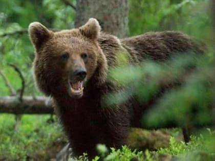 Медведь напал на мужчину в ямальской тундре