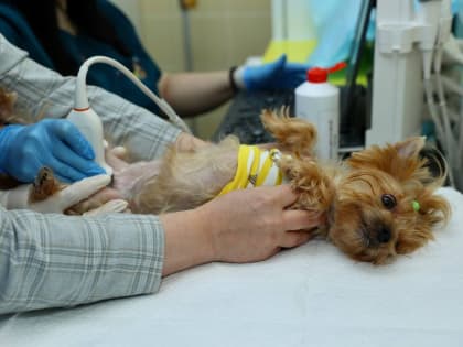 В Муравленко после капительного ремонта открылся ветеринарный участок