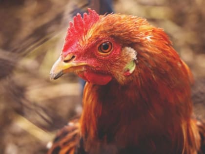 Приметы на 14 декабря: что обязательно нужно сделать в Наумов день