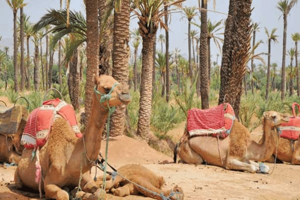 Camel Ride in Marrakech Palmeraie