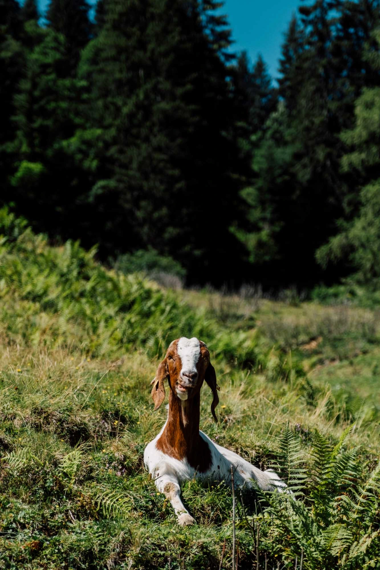 #HikeSalzburgerland - Sommerkampagne gallery image 23