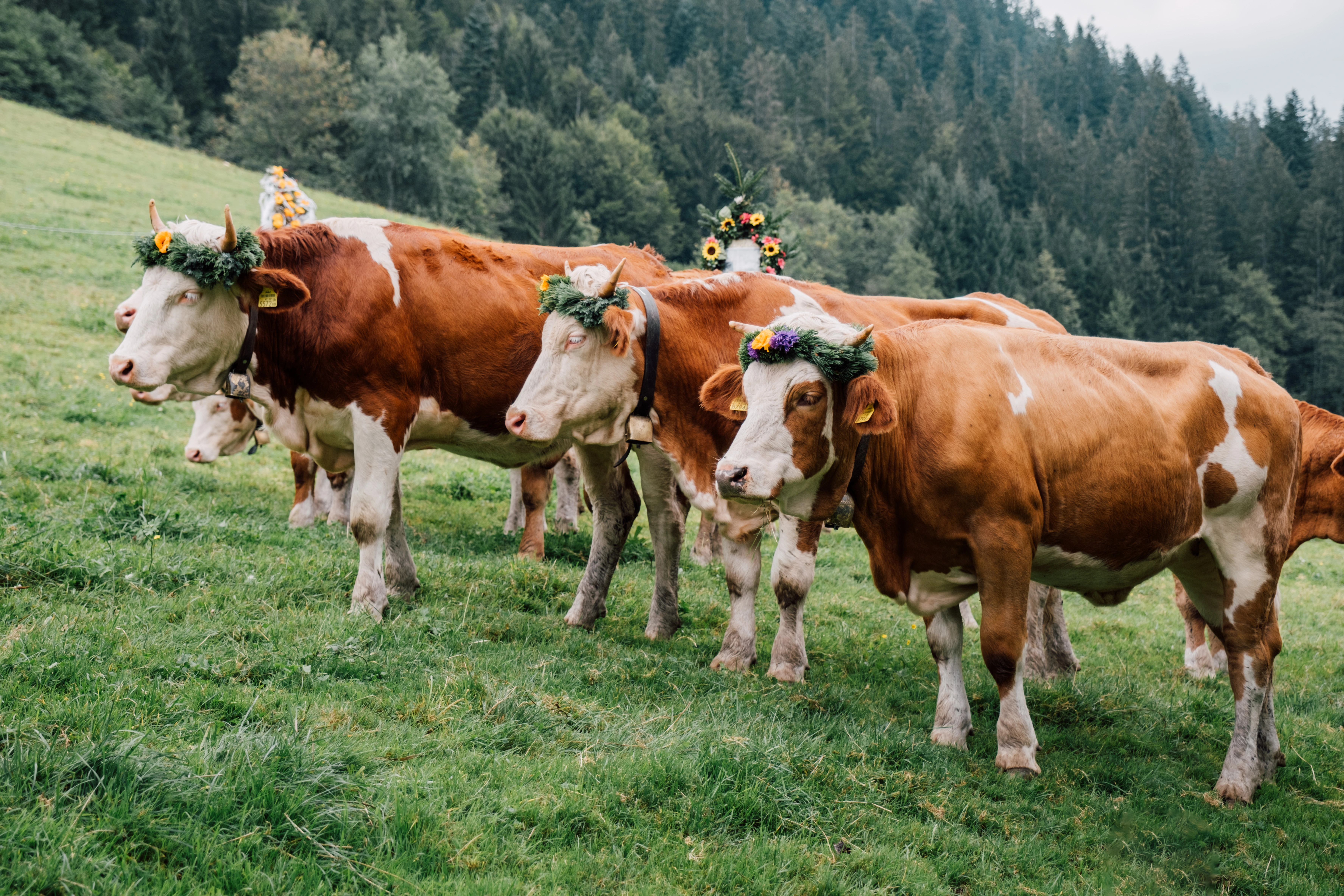 Stanglwirt Almabtrieb 2024 gallery image 5