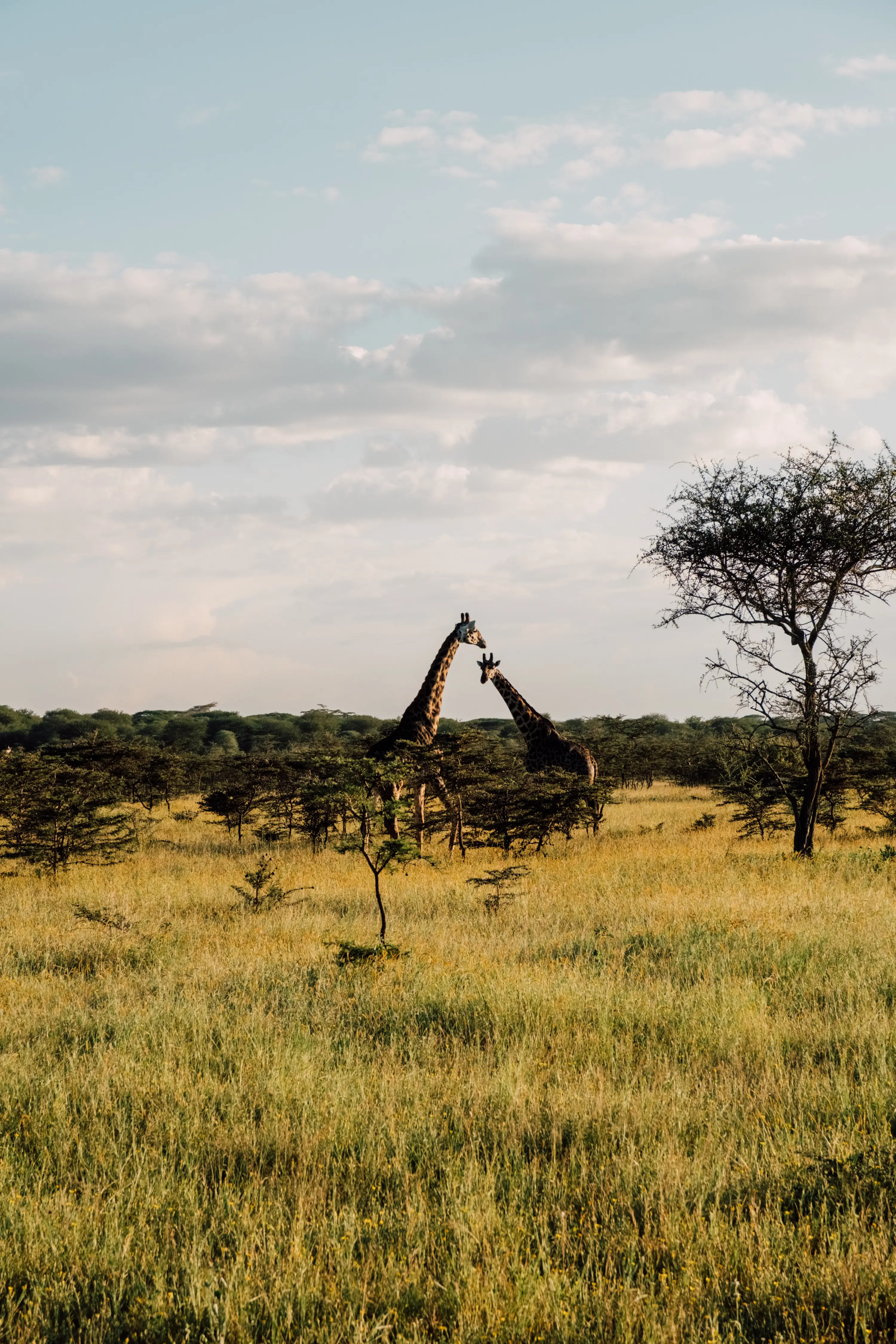 Wilderness Lodges Serengeti – Tanzania hero image