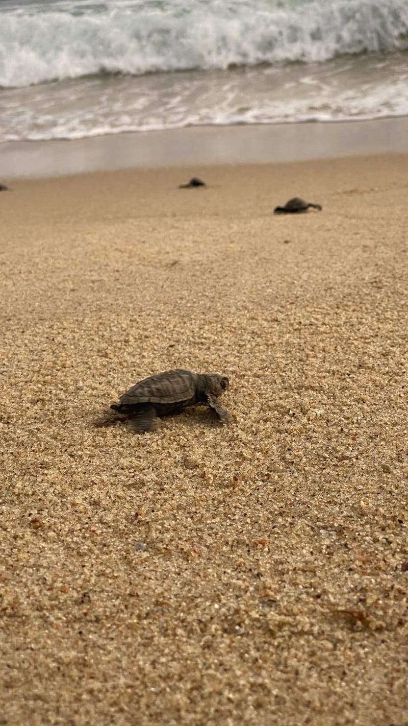 Turtle Release🌊🐢✨ - Event in New Tangalle Road