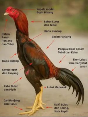 Diagram struktur otot ayam dengan label protein untuk pertumbuhan dan stamina
