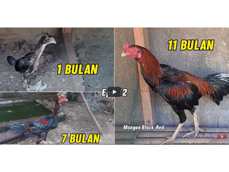 Timeline pertumbuhan ayam Bangkok dari 4 bulan hingga 12 bulan dengan indikator fase latihan berbeda