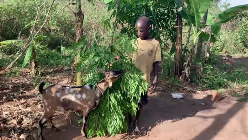 Grow with Goats