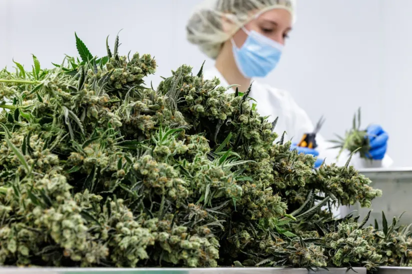 En Allemagne, le cannabis "made in Germany" impatient de prendre son essor  | Corse Matin