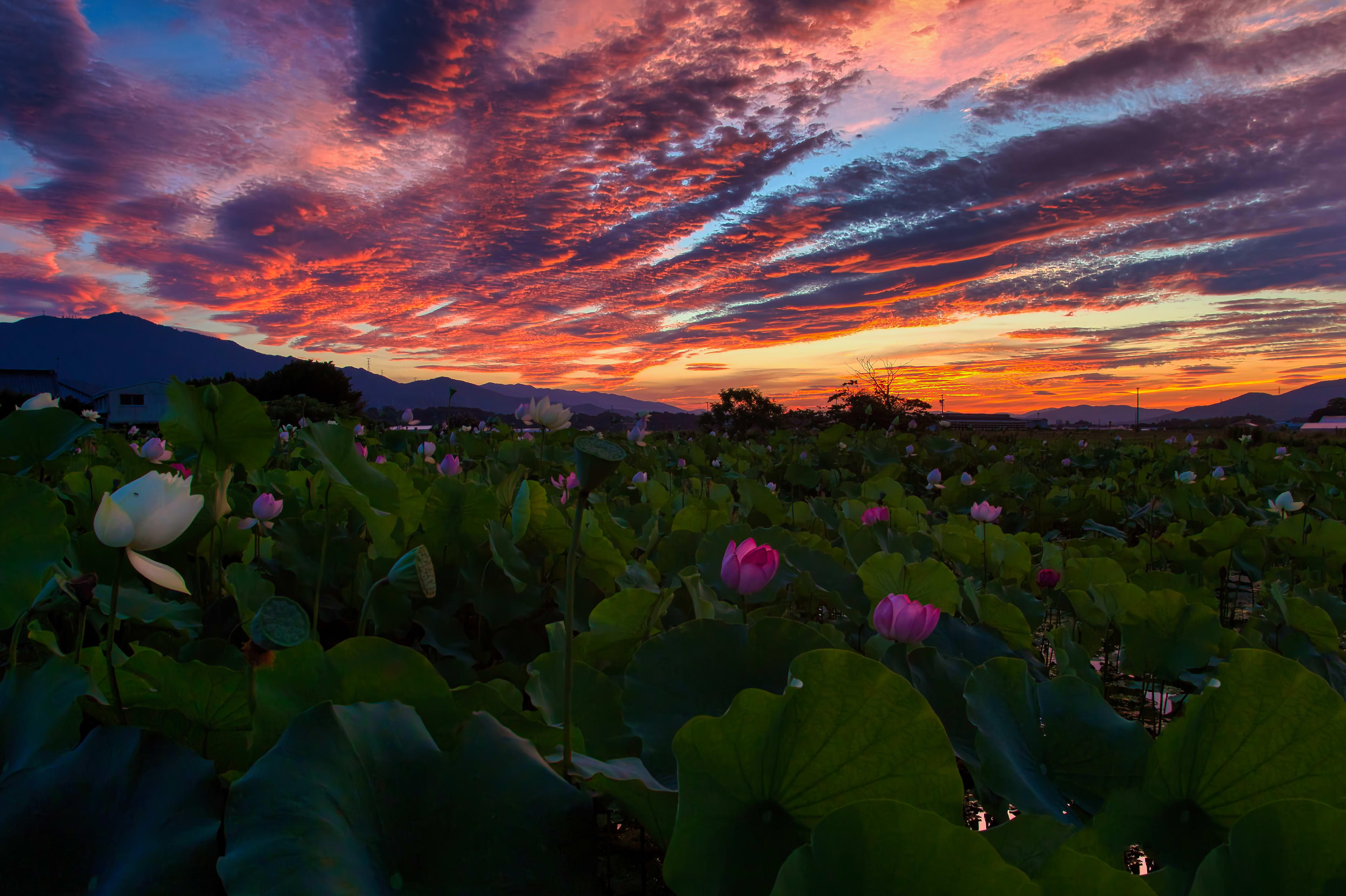 Sunrise by yoseilinux in 豊川市, 日本 — 豊川の爆焼け写真(柵を修正したもの)