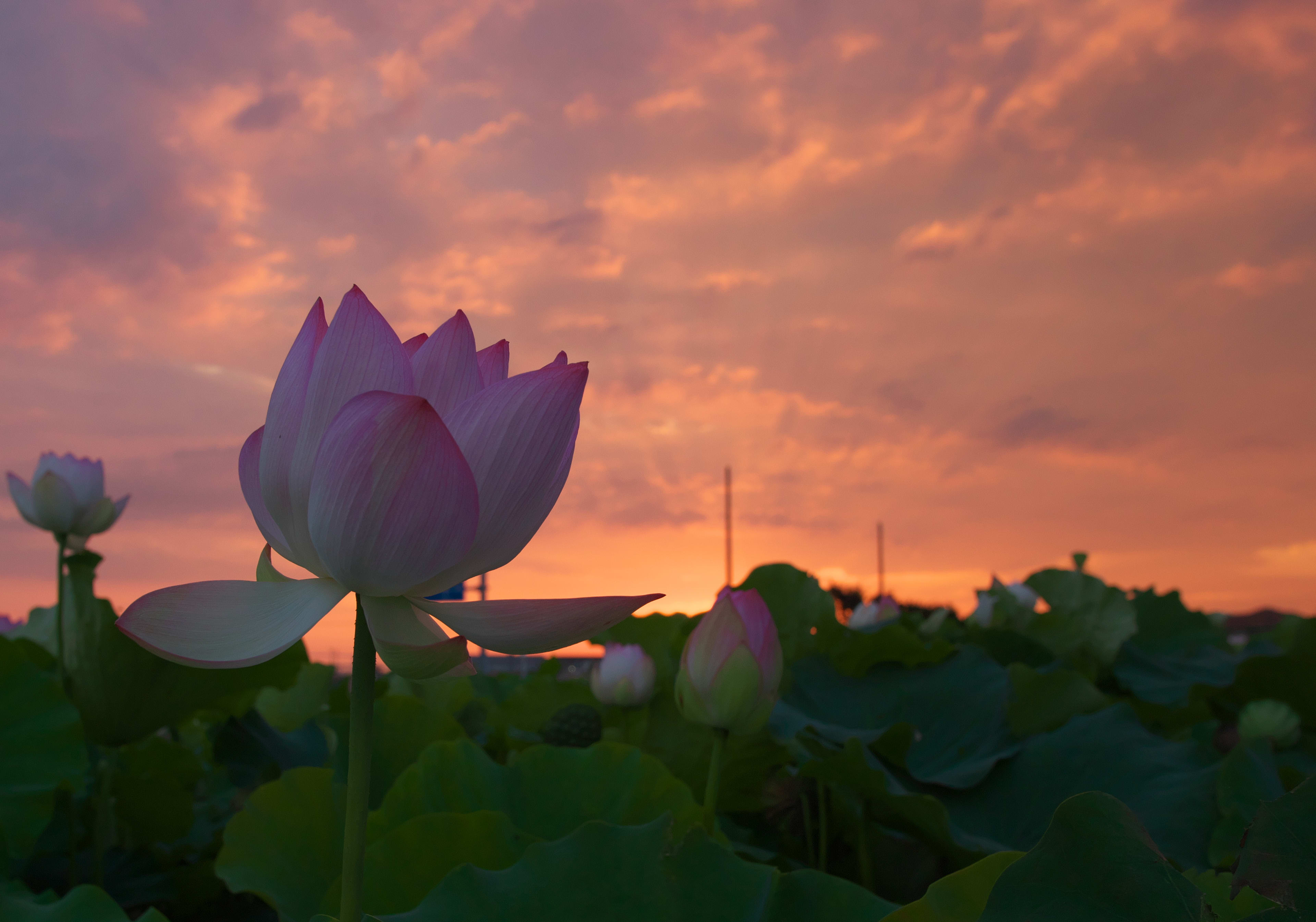 Sunrise by yoseilinux in 西尾市, 日本 — 小焼け写真（撮影日時: 2026/07/30 05:49:37）