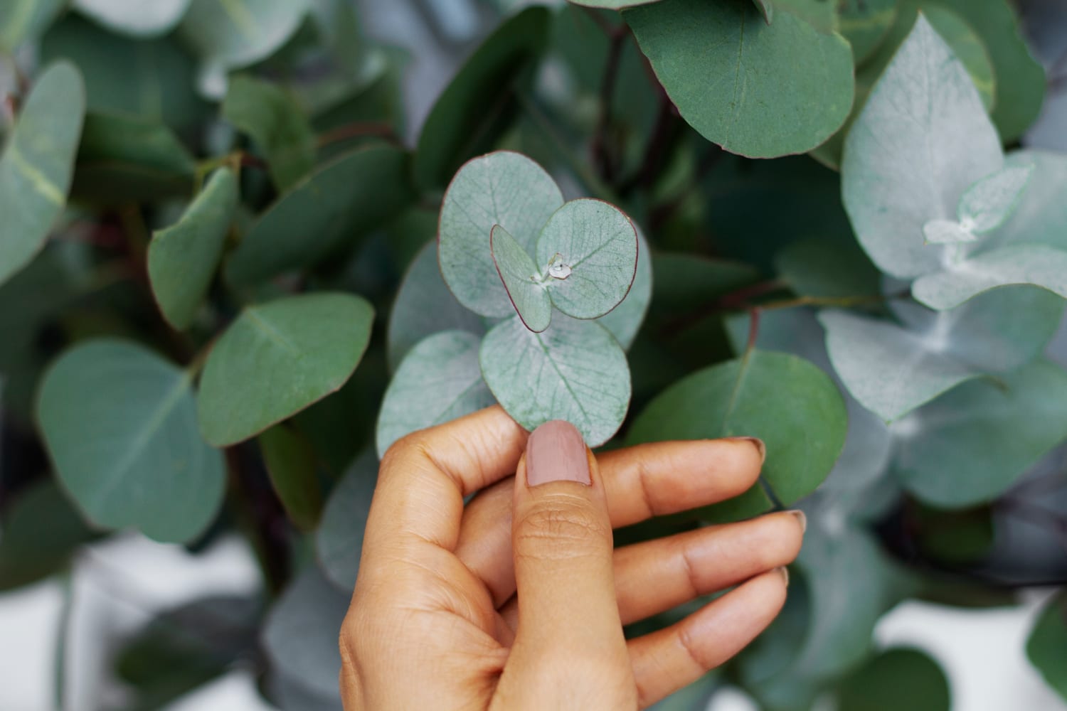 Threshold Botanica: Green Magic for Mercury's Deep Waters