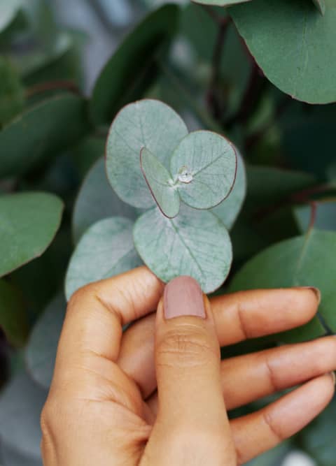 Threshold Botanica: Green Magic for Mercury's Deep Waters