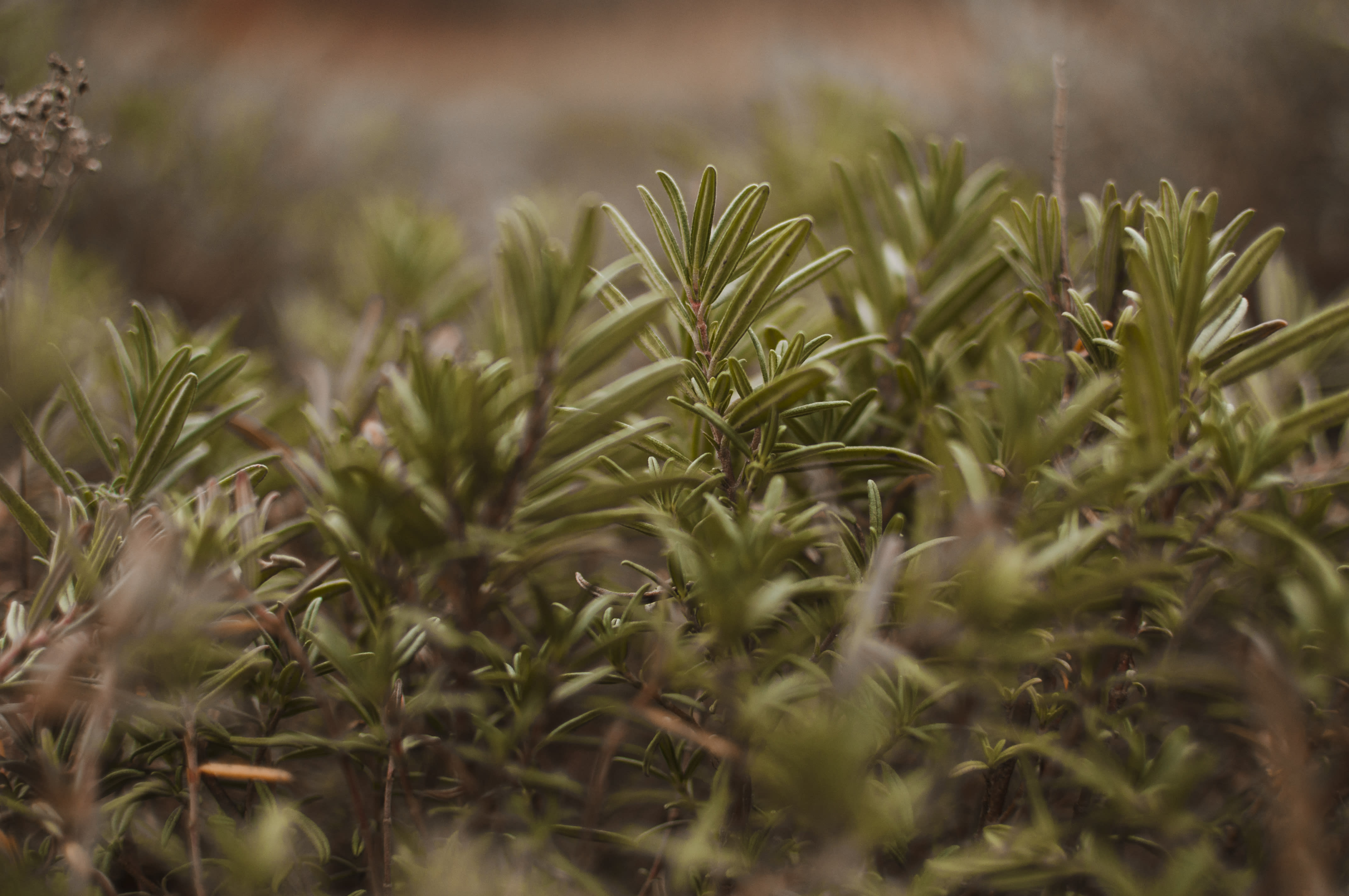 Rosemary plants
