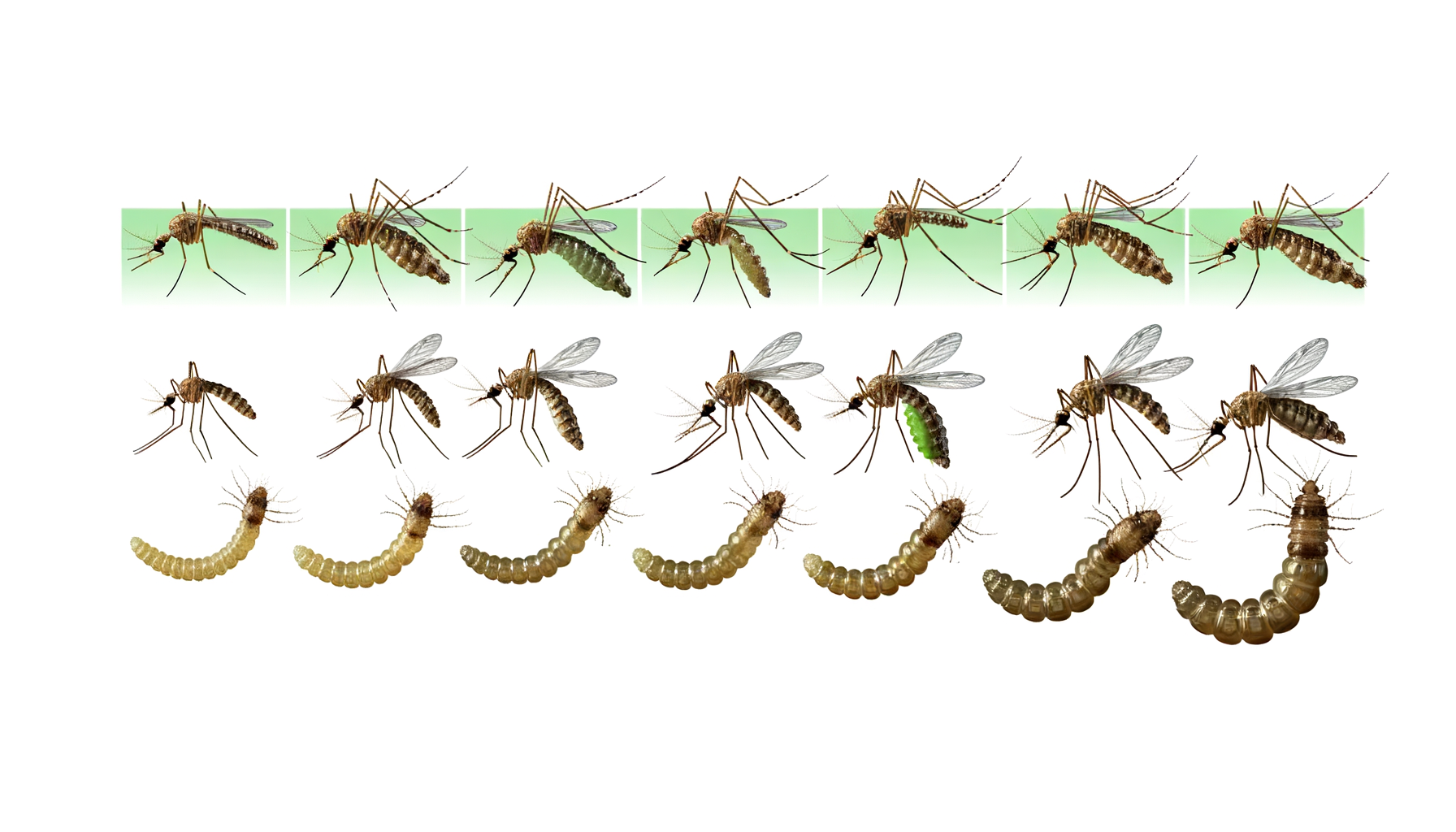 Informations complémentaires sur le cycle de vie du moustique Cycle de vie du moustique
