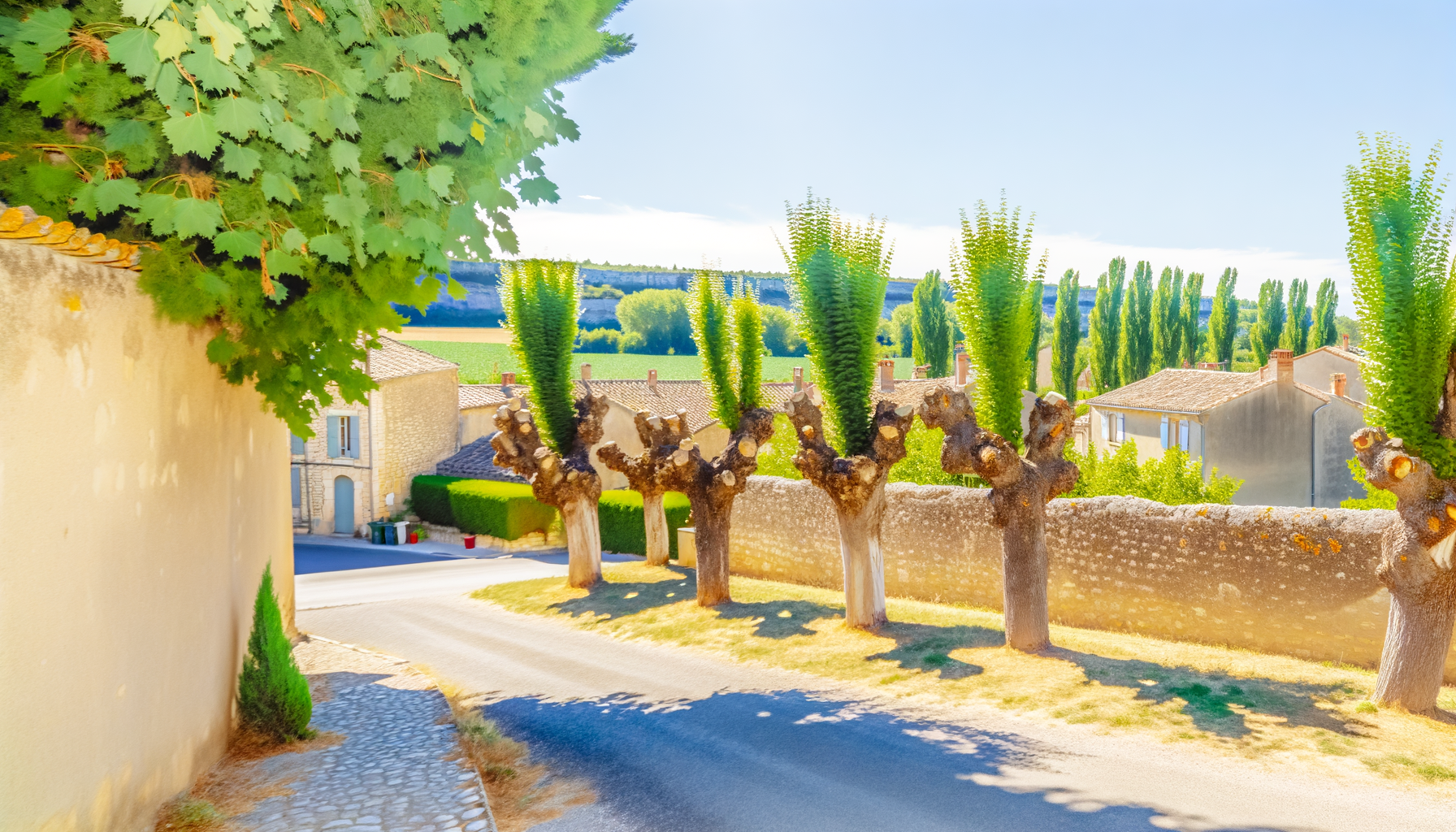 Exemples d'arbres rencontrés à Venelles. Variété d'arbres à Venelles.