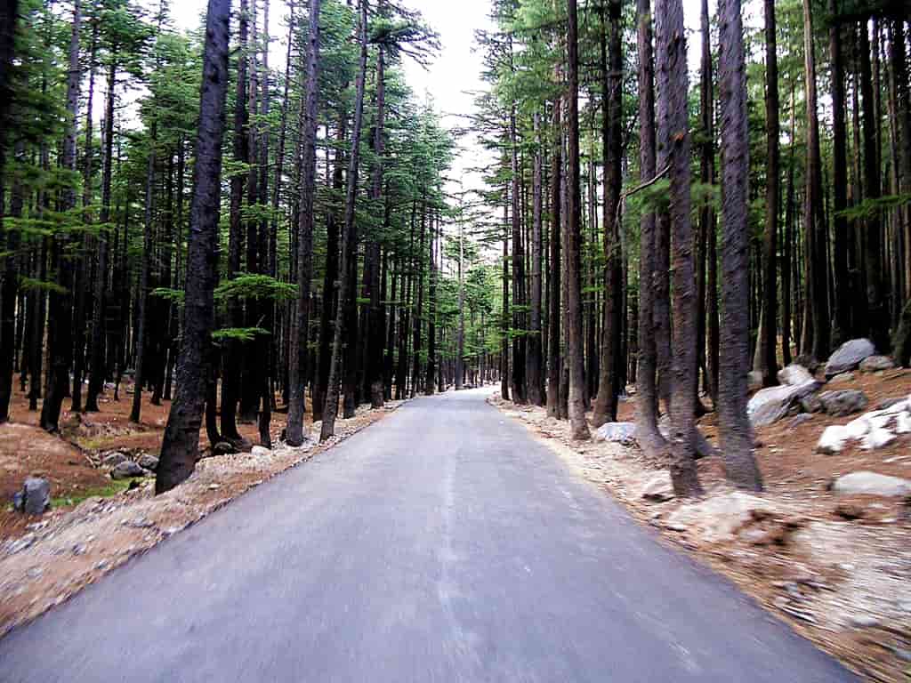 Swat & Kalam - Ushu Forest