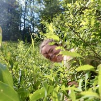 Wild Earth Wanderers 