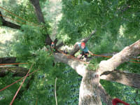 Treetops