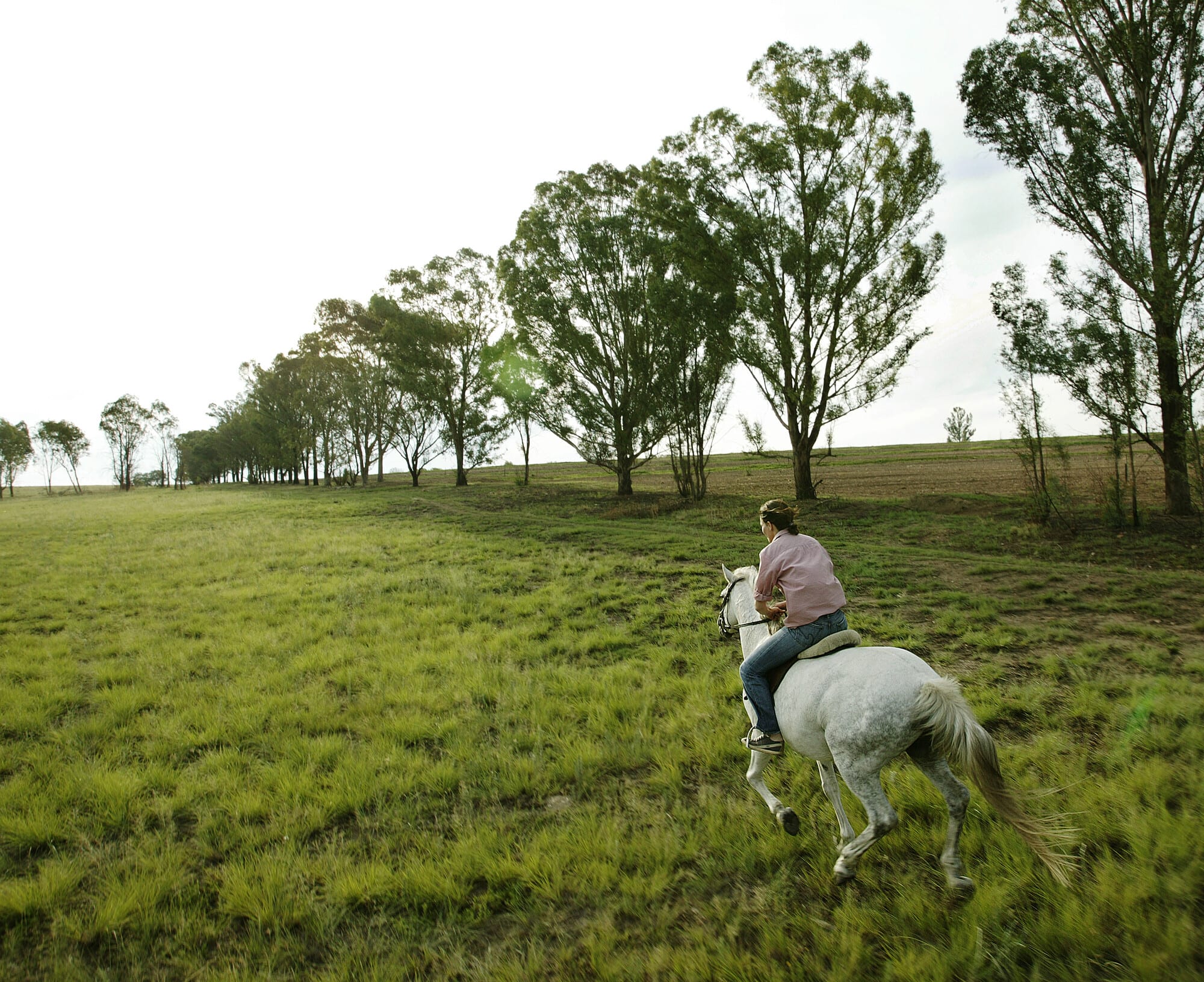 Highveld grassland at Monaghan Farm