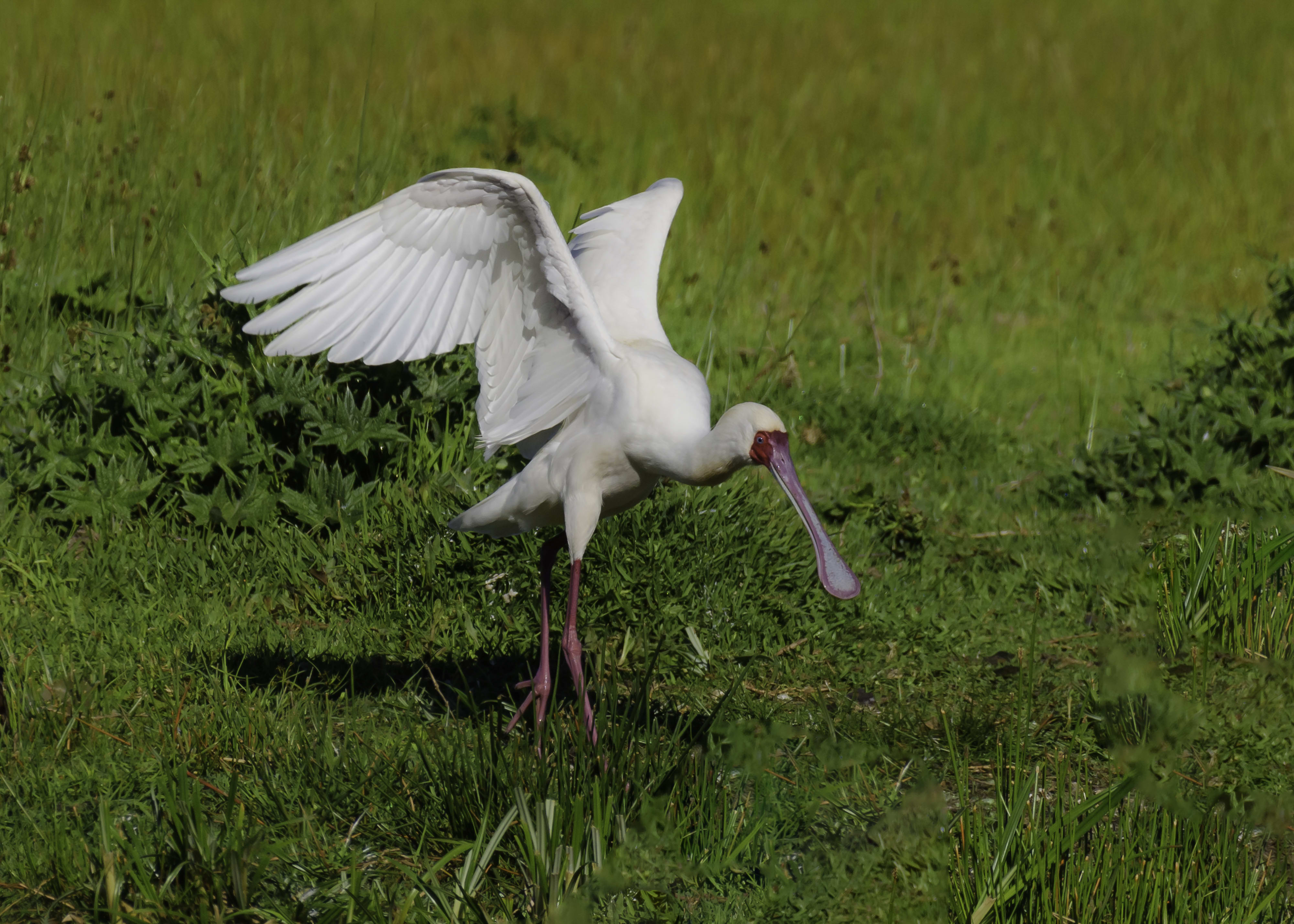 Spoonbill at Monaghan Farm