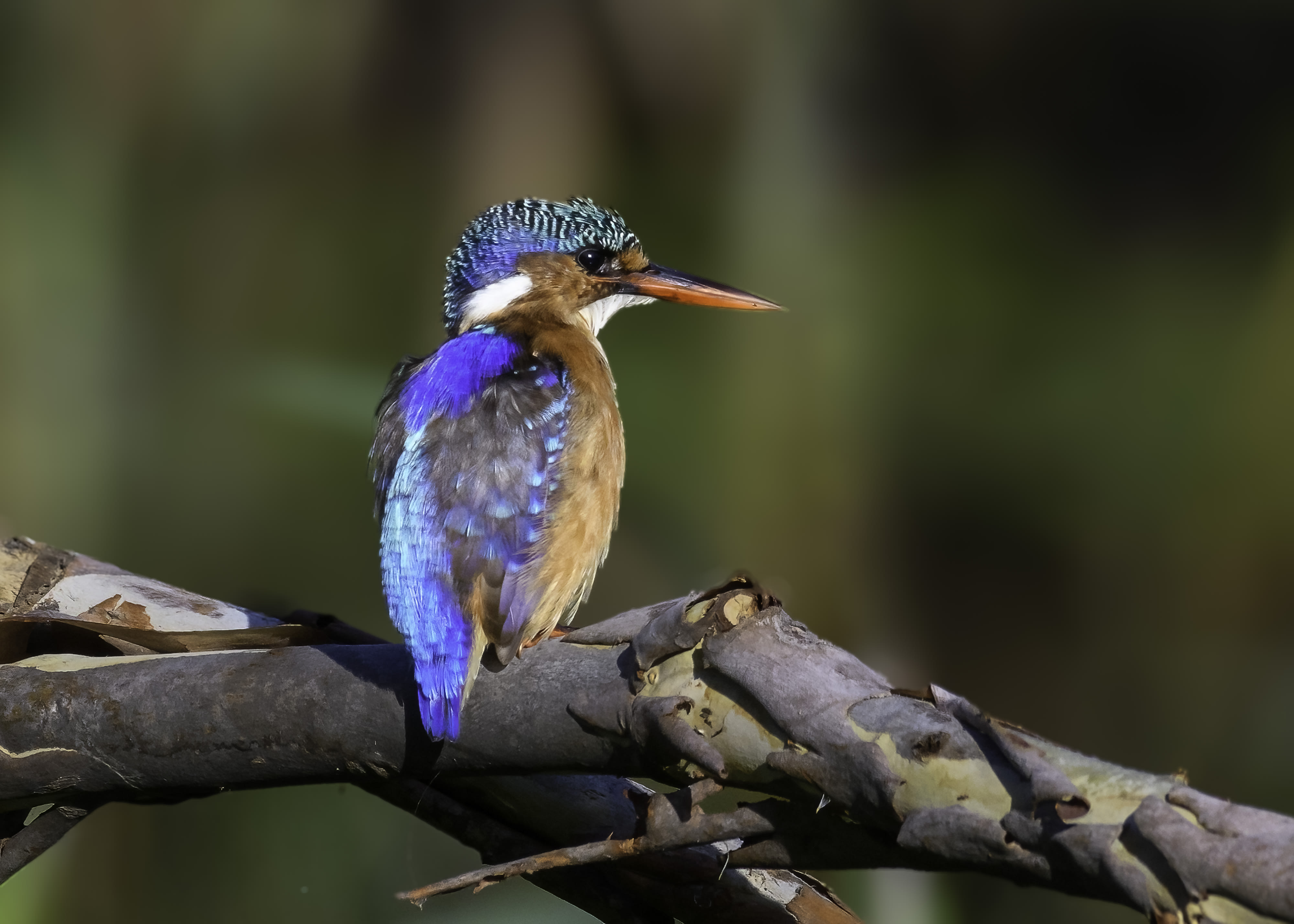 Malachite Kingfisher at Monaghan Farm
