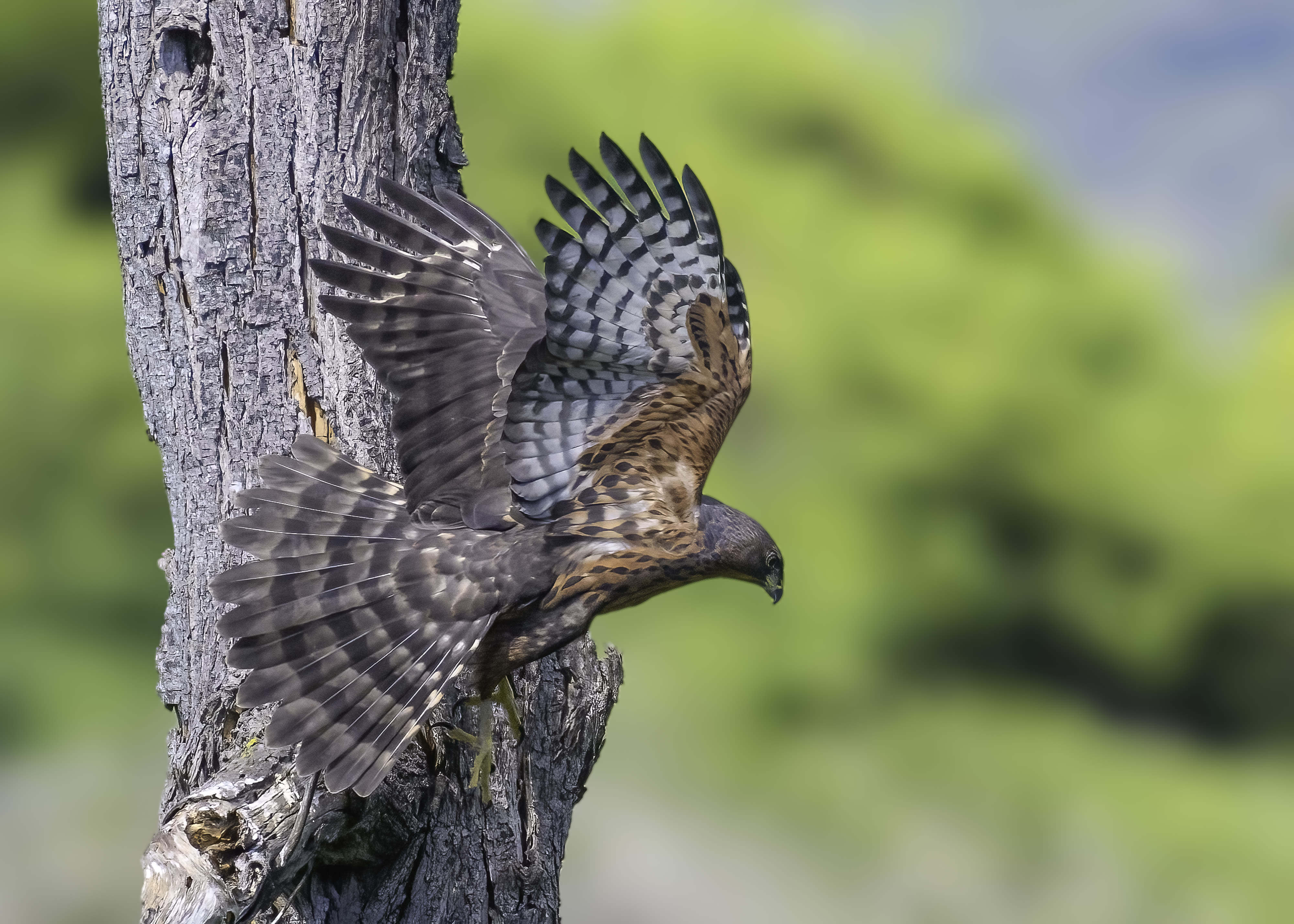 Black Sparrowhawk at Monaghan Farm