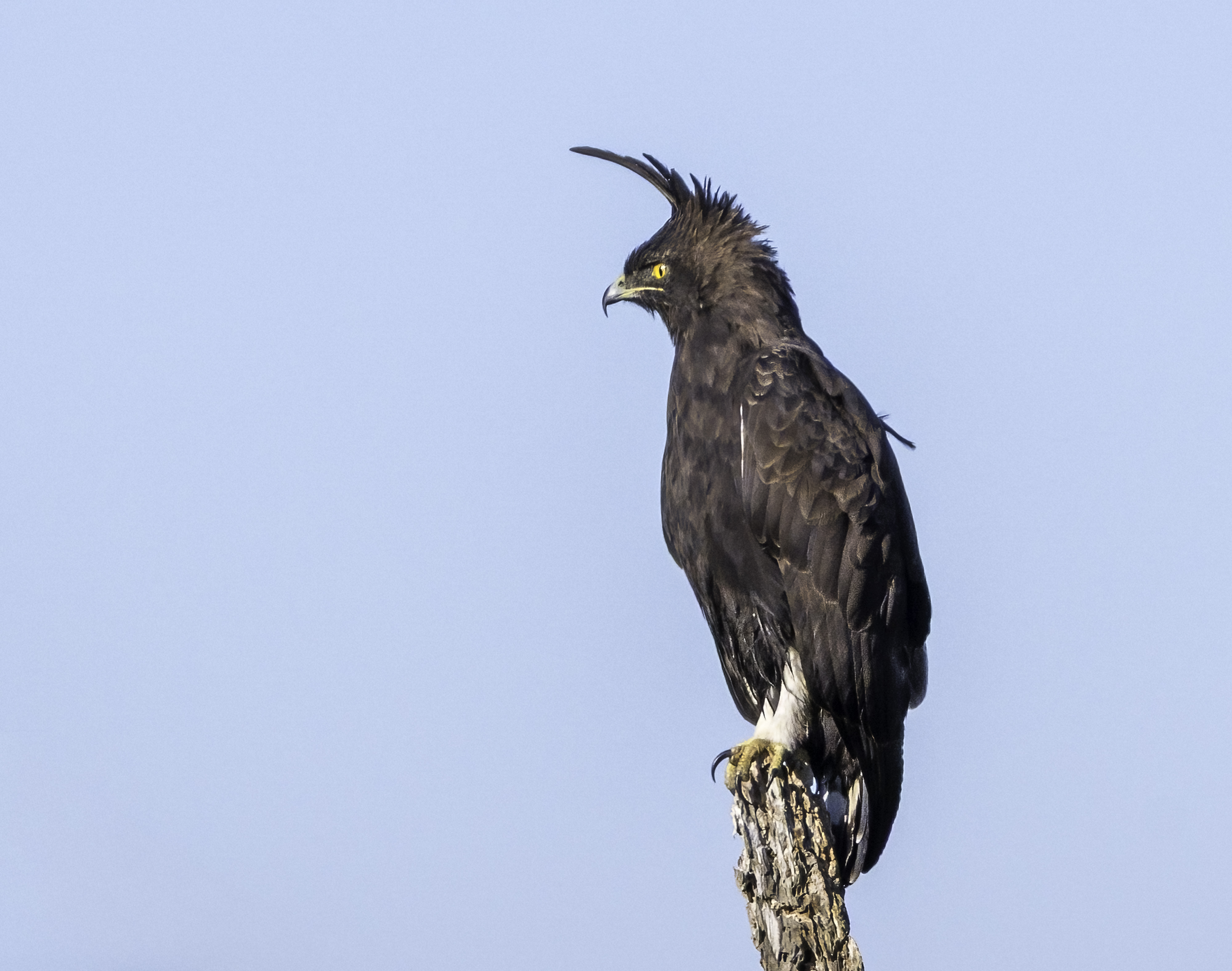 Long-crested Eagle at Monaghan Farm