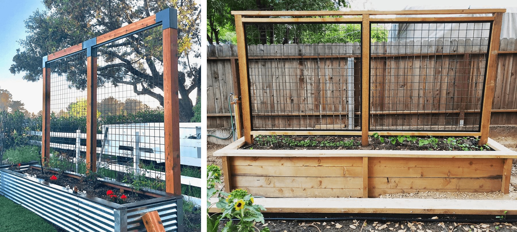 Wild Hog mesh panels as garden grow walls