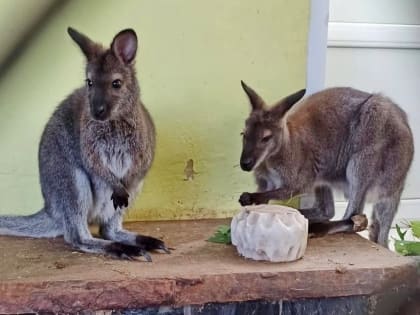Кенгуру Плутоша и Аннушка передают привет из ДЭБЦ