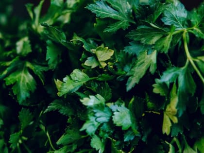 Петрушка: в чем её вред и польза