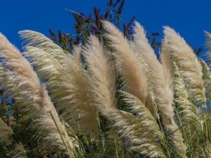 Бывшую Челябинскую свалку засеют злаками