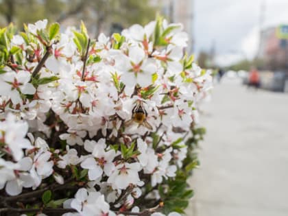 В Челябинске высадят более четырёх тысяч кустов кизильника и сирени