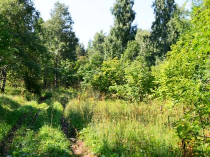 Кусинские спасатели и полицейские несколько километров через лес несли на носилках пострадавшего жителя Троицка