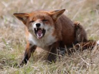 Новый случай бешенства