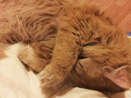 Происшествия